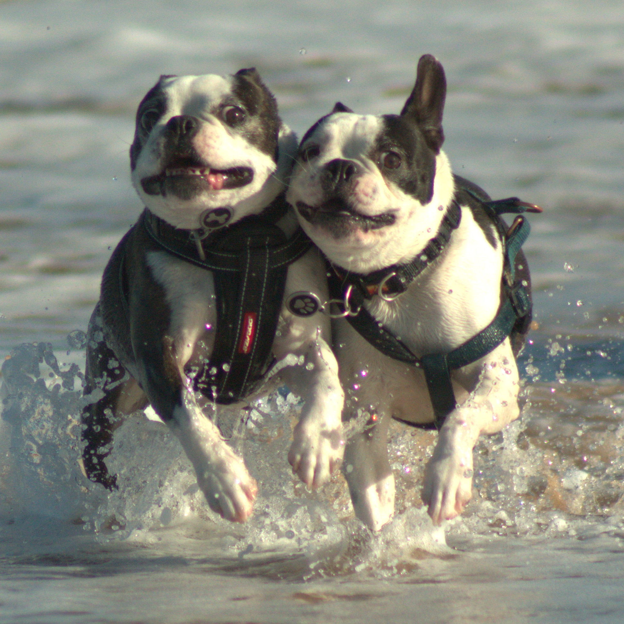 Two Boston Terriers running through the waves