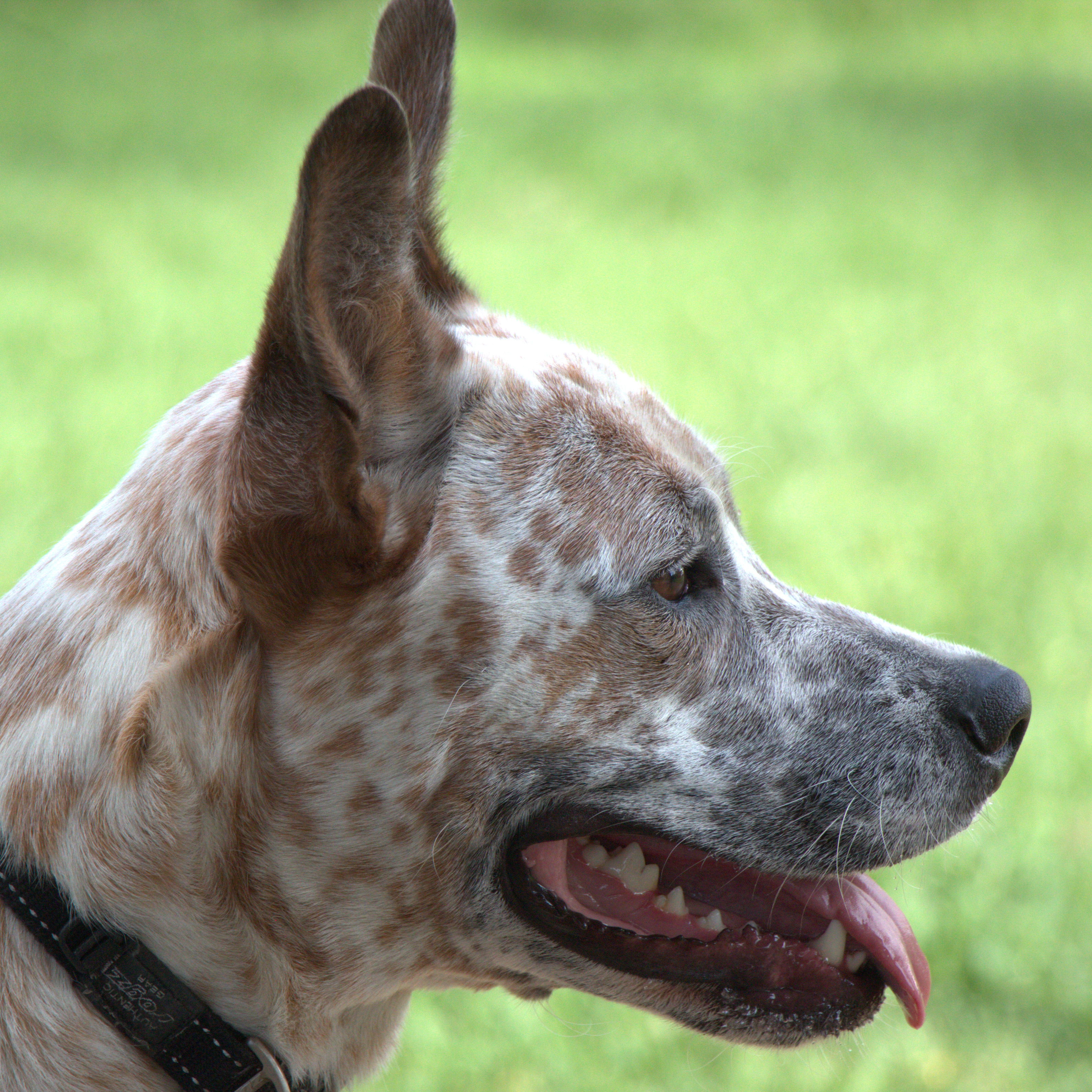 Cattle dog chilling in the dog park